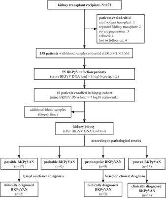 Detection of BK polyomavirus-associated nephropathy using plasma graft-derived cell-free DNA: Development of a novel algorithm from programmed monitoring